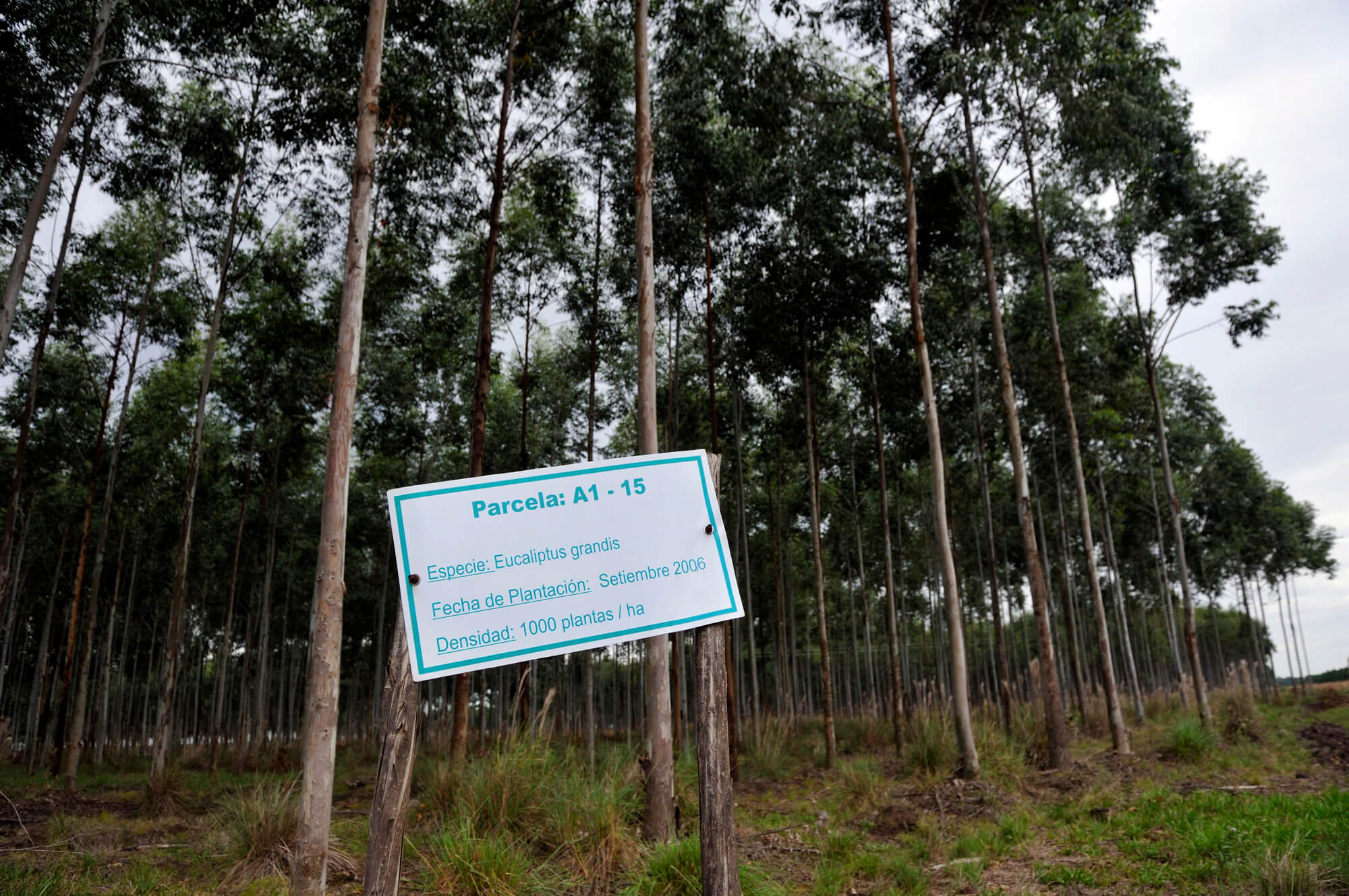 Eukalyptus-Plantage in Paraguay